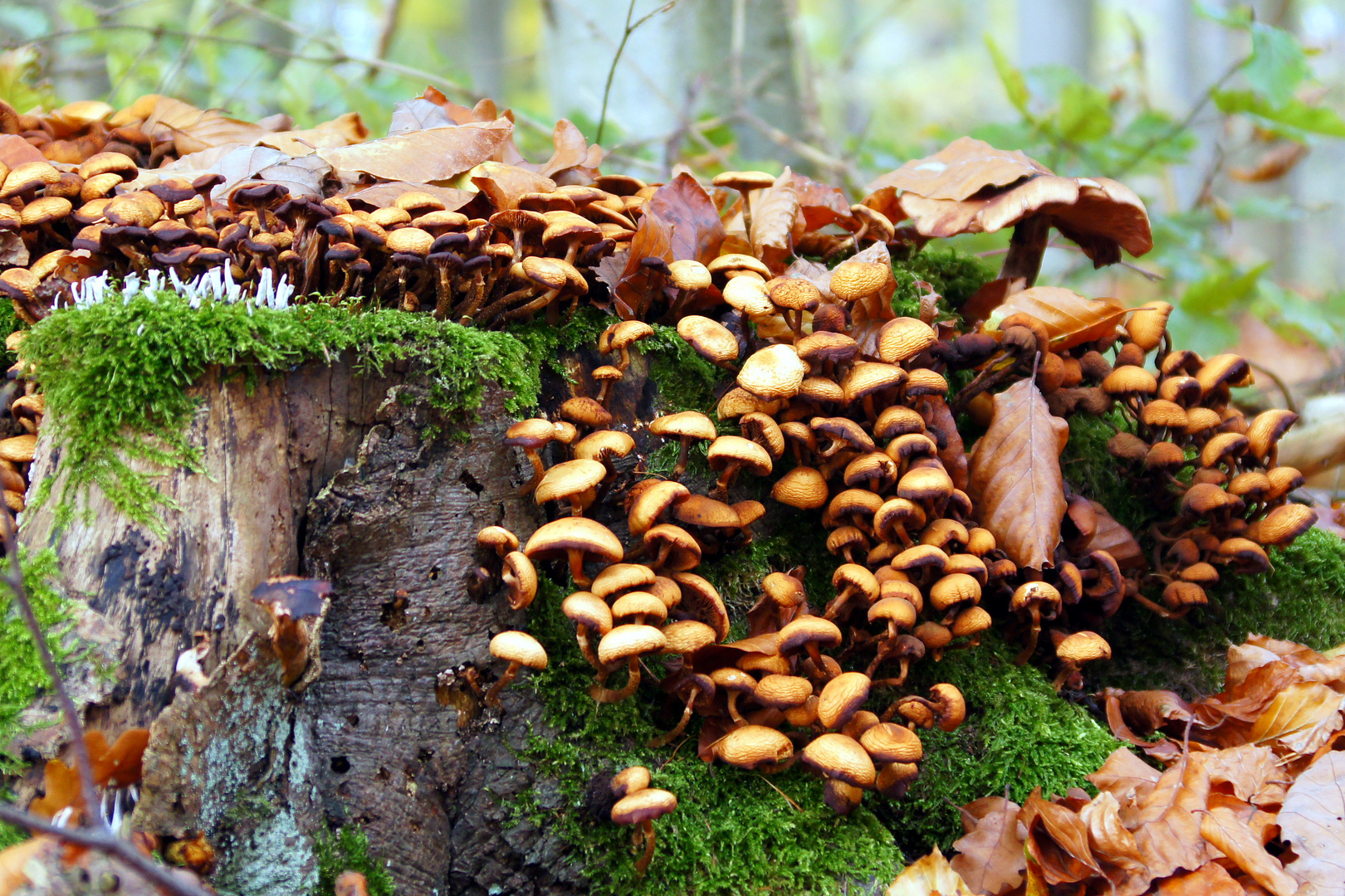 Invasion der Pilze