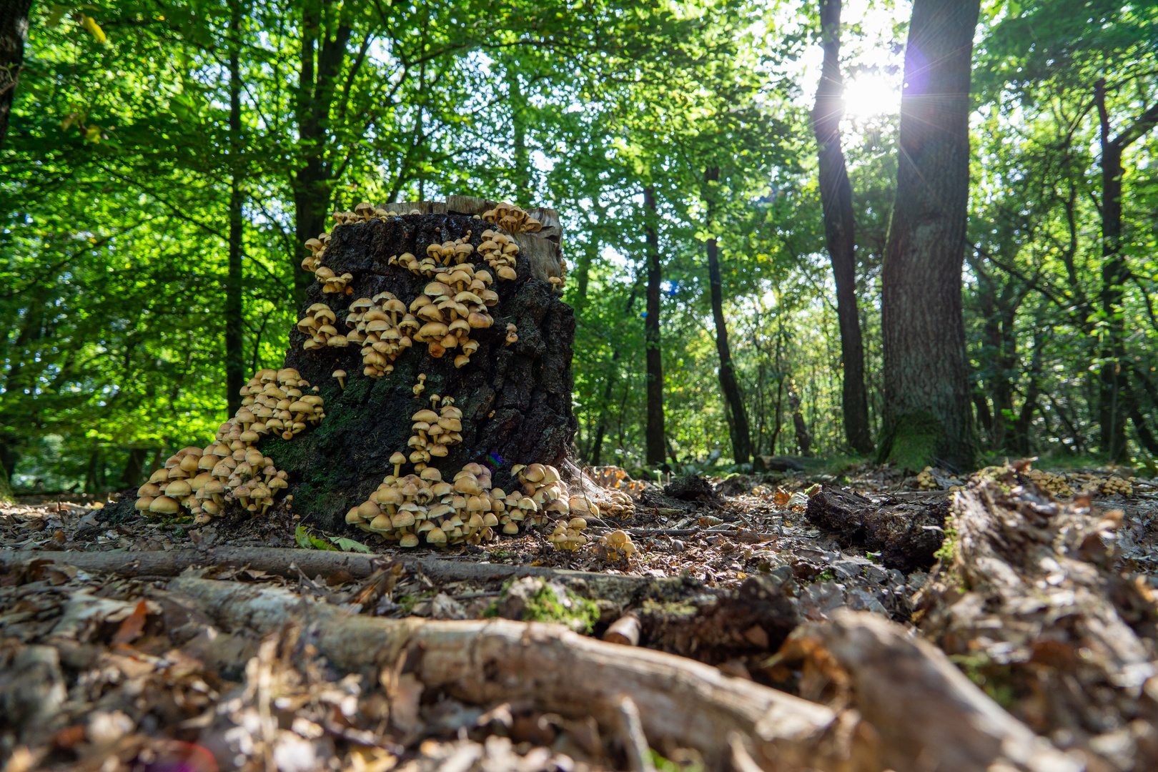 Invasion der Pilze