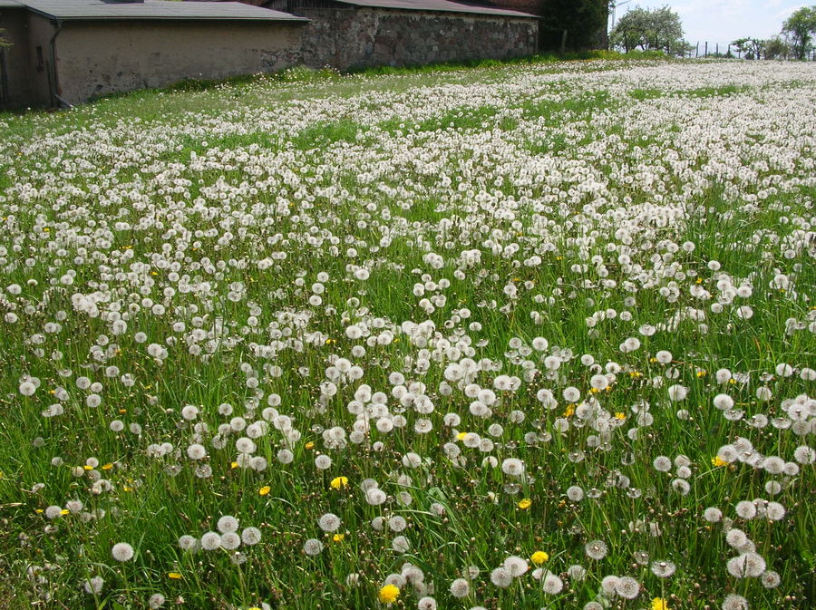 Invasion der Pusteblumen