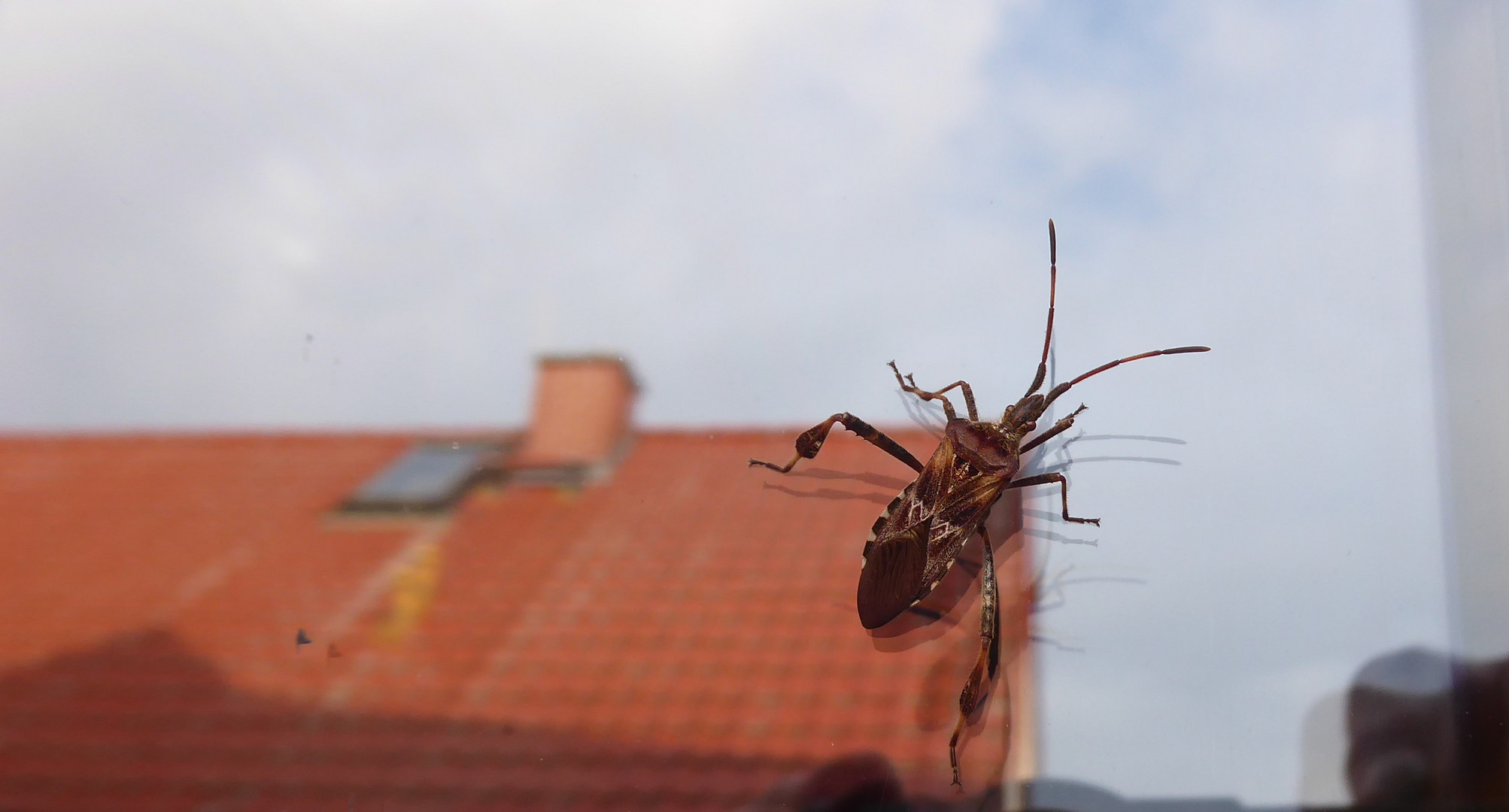 Invasion der Riesenwanzen