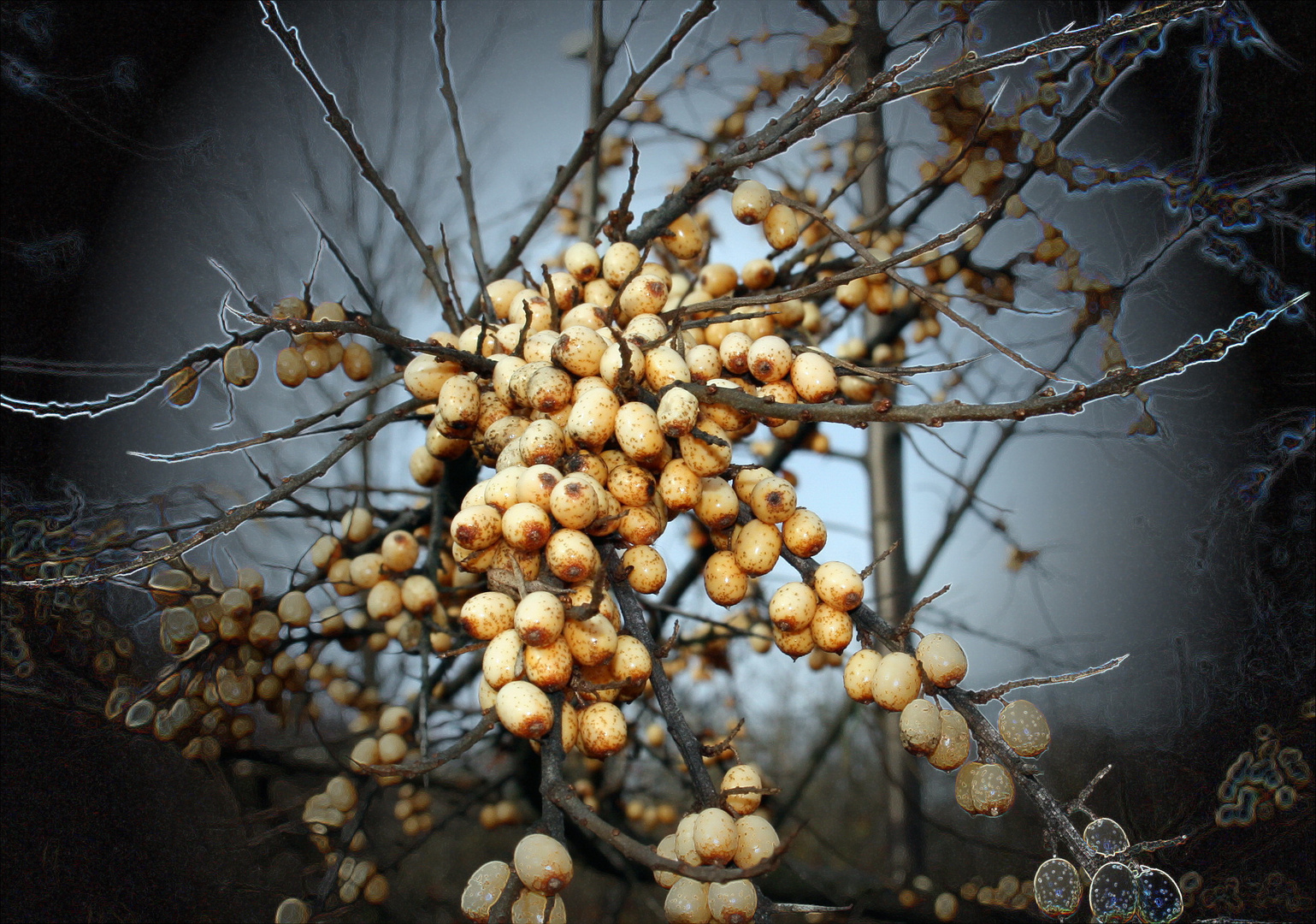 Invasion der Sanddornbeeren