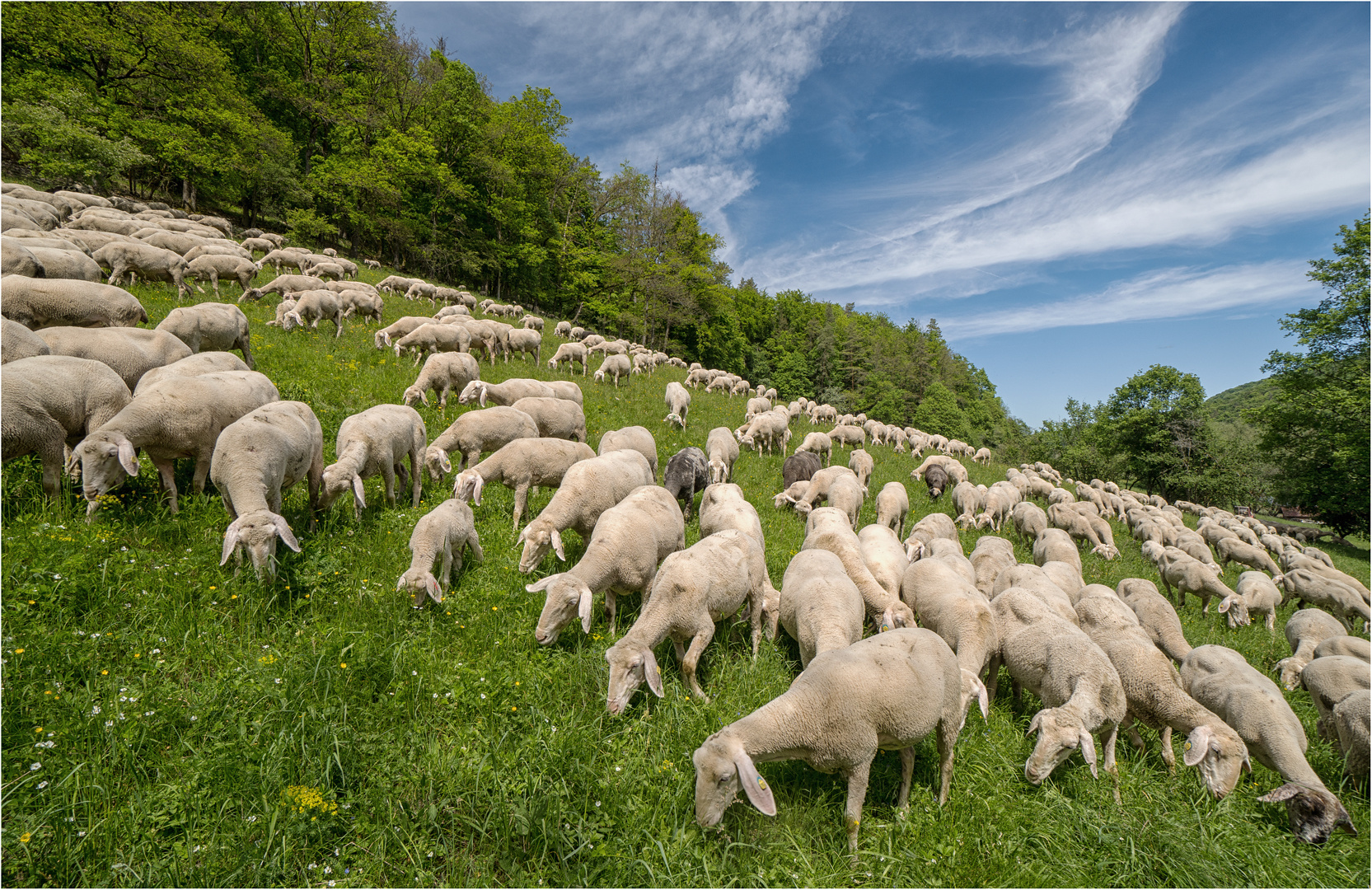 Invasion der Schafe