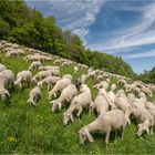 Invasion der Schafe