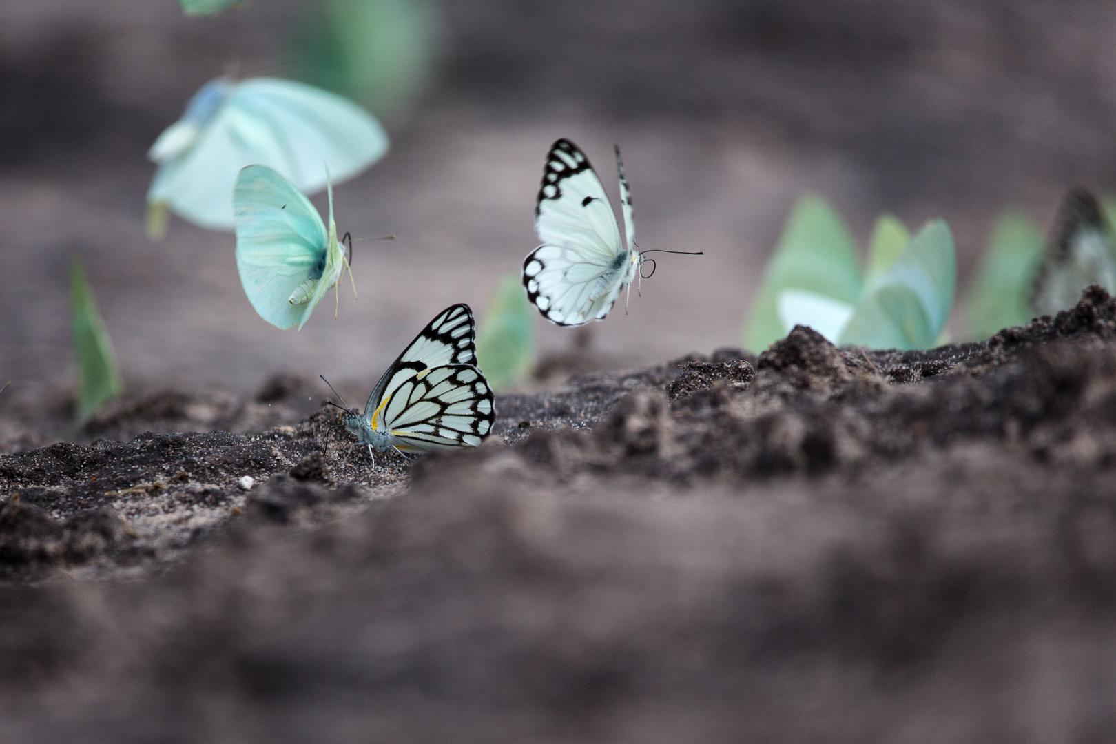 Invasion der Schmetterlinge...