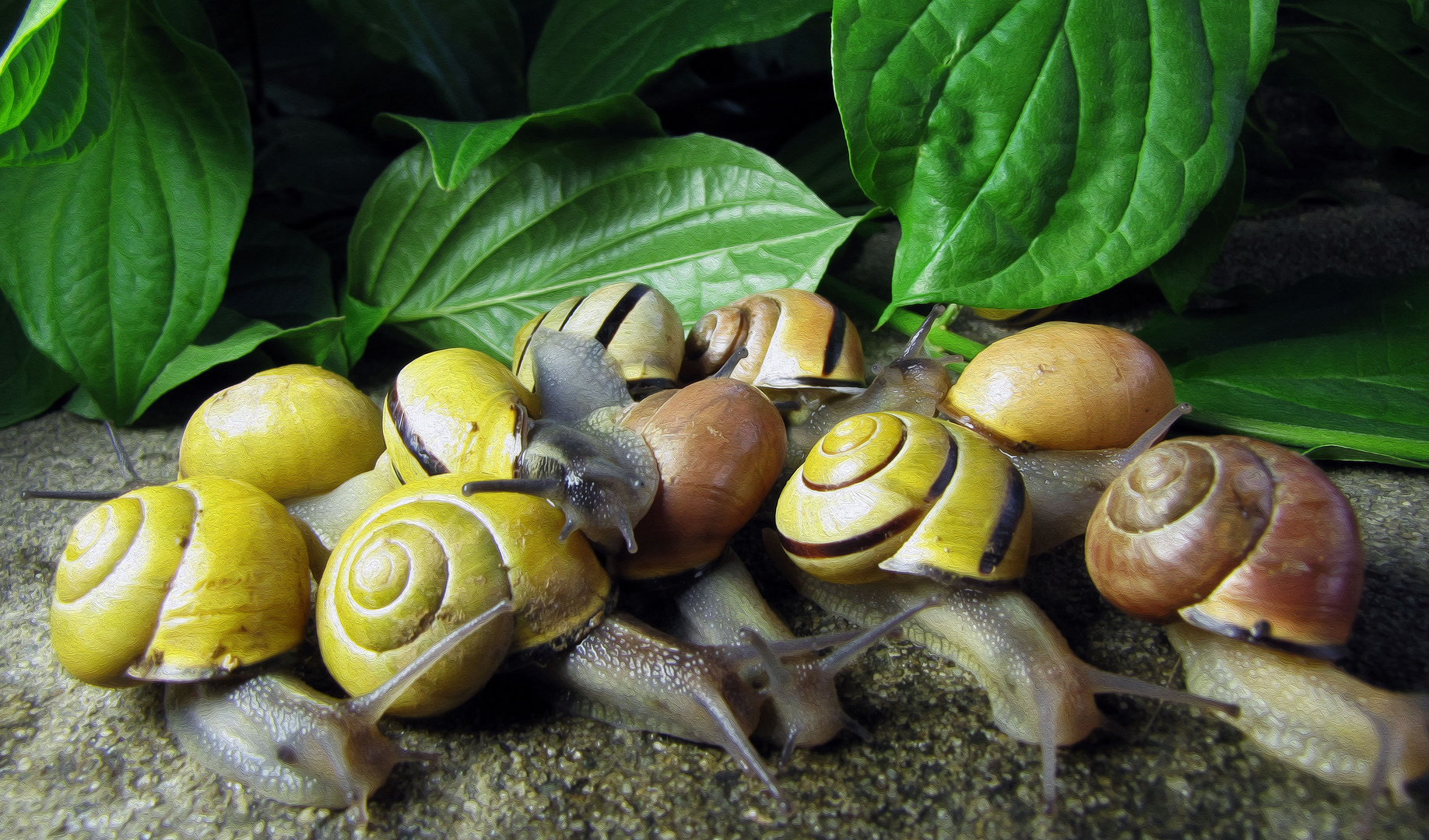 Invasion der Schnecken