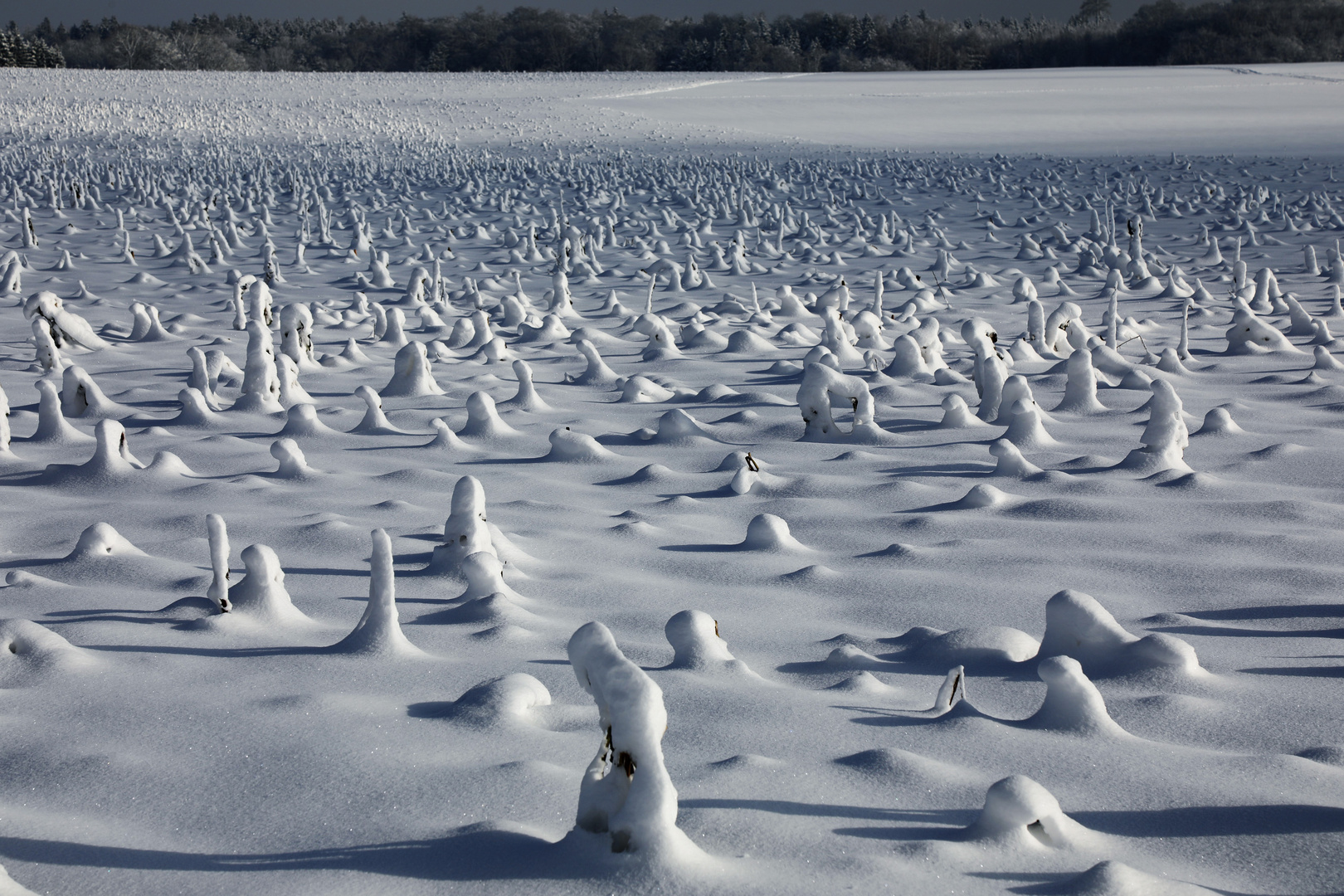 Invasion der Schneewichtel