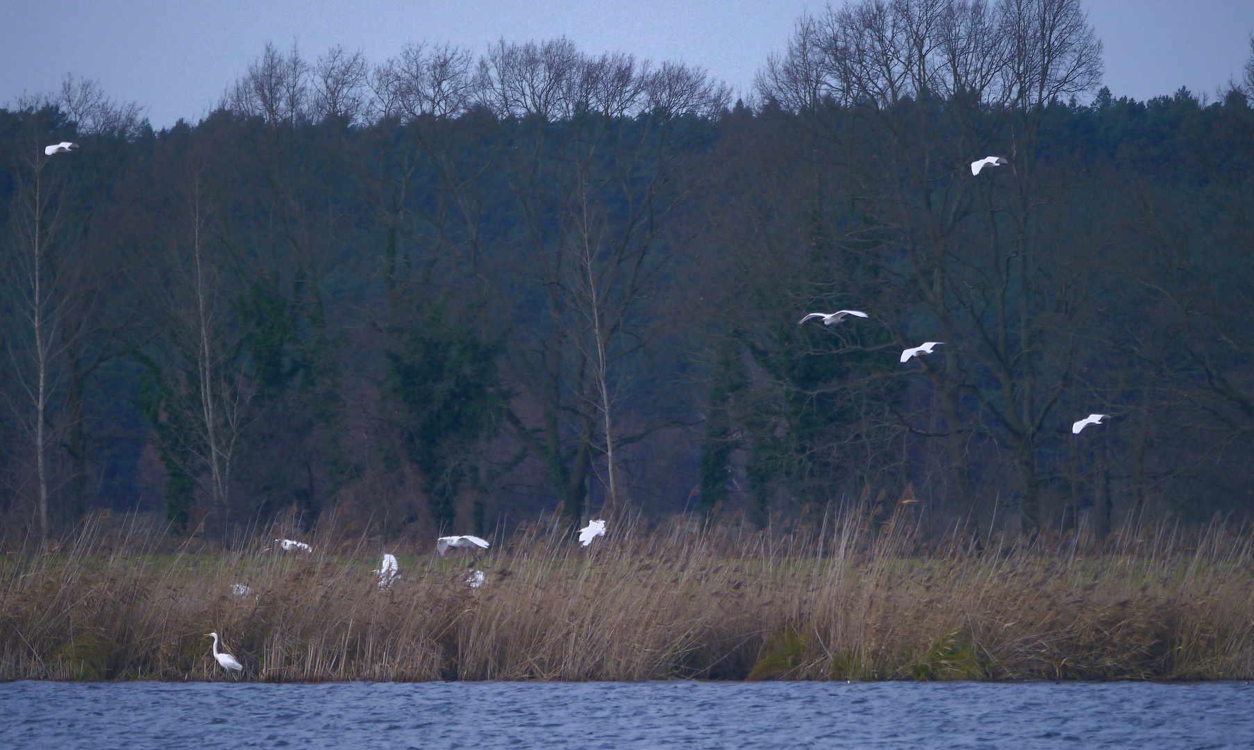 Invasion der Silberreiher