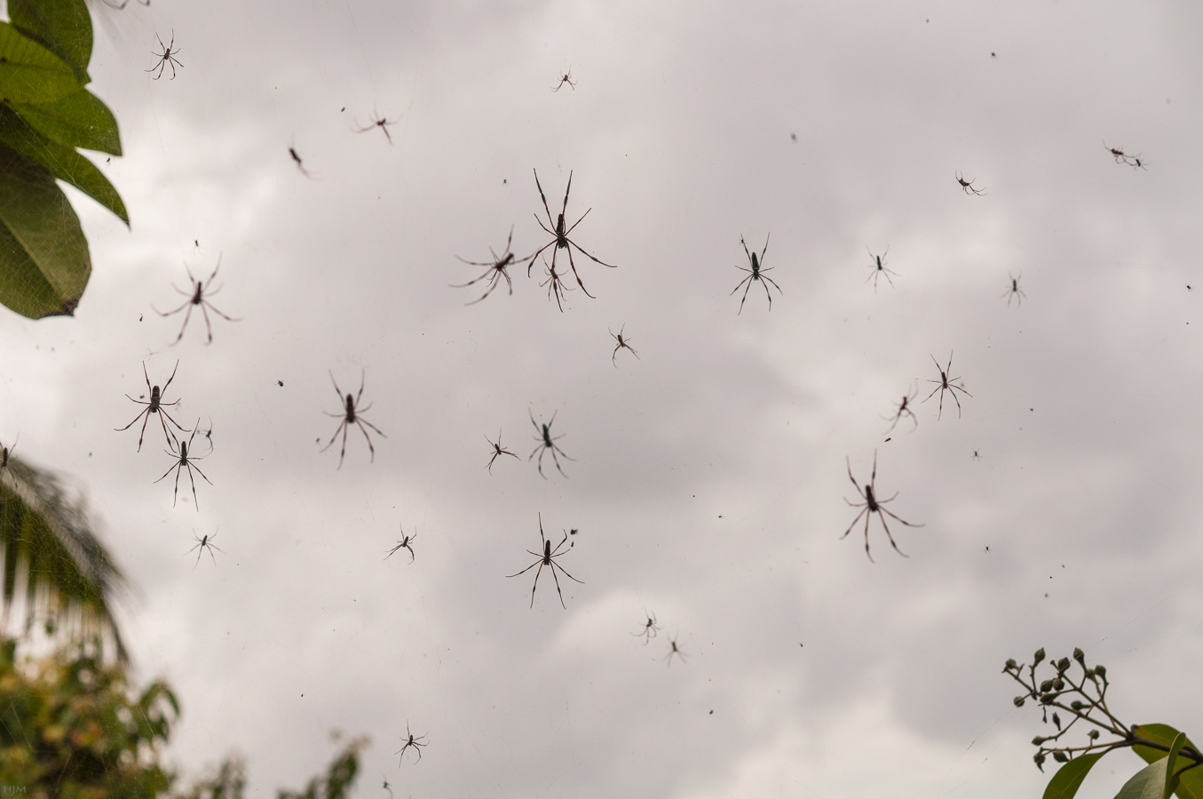 Invasion der Spinnen