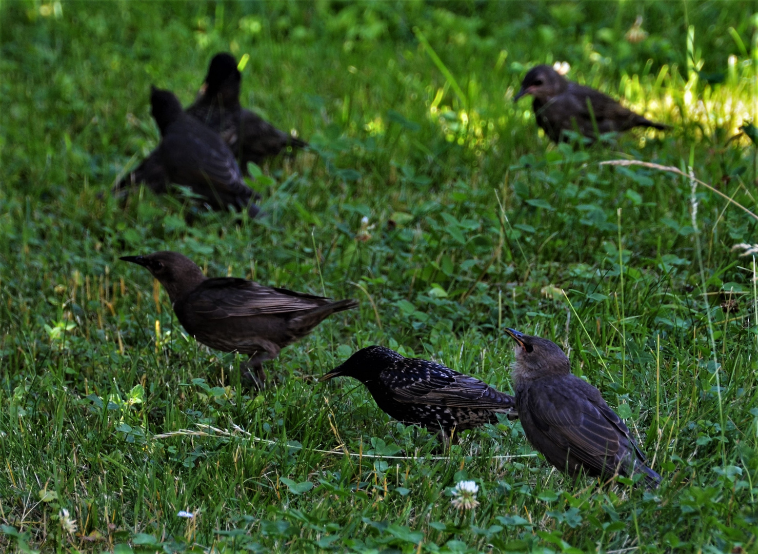 Invasion der Stare....