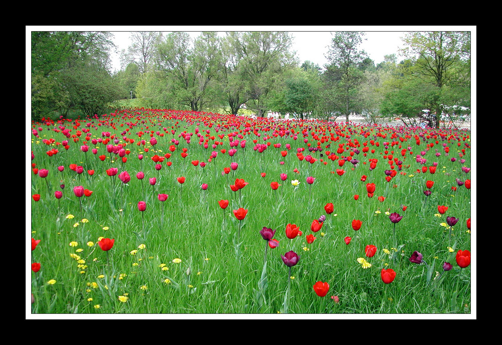 Invasion der Tulpen