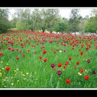 Invasion der Tulpen