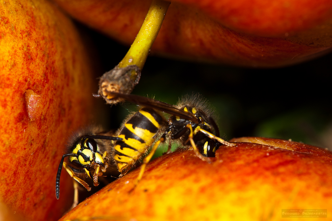 Invasion der Wespen (Vespula vulgaris)