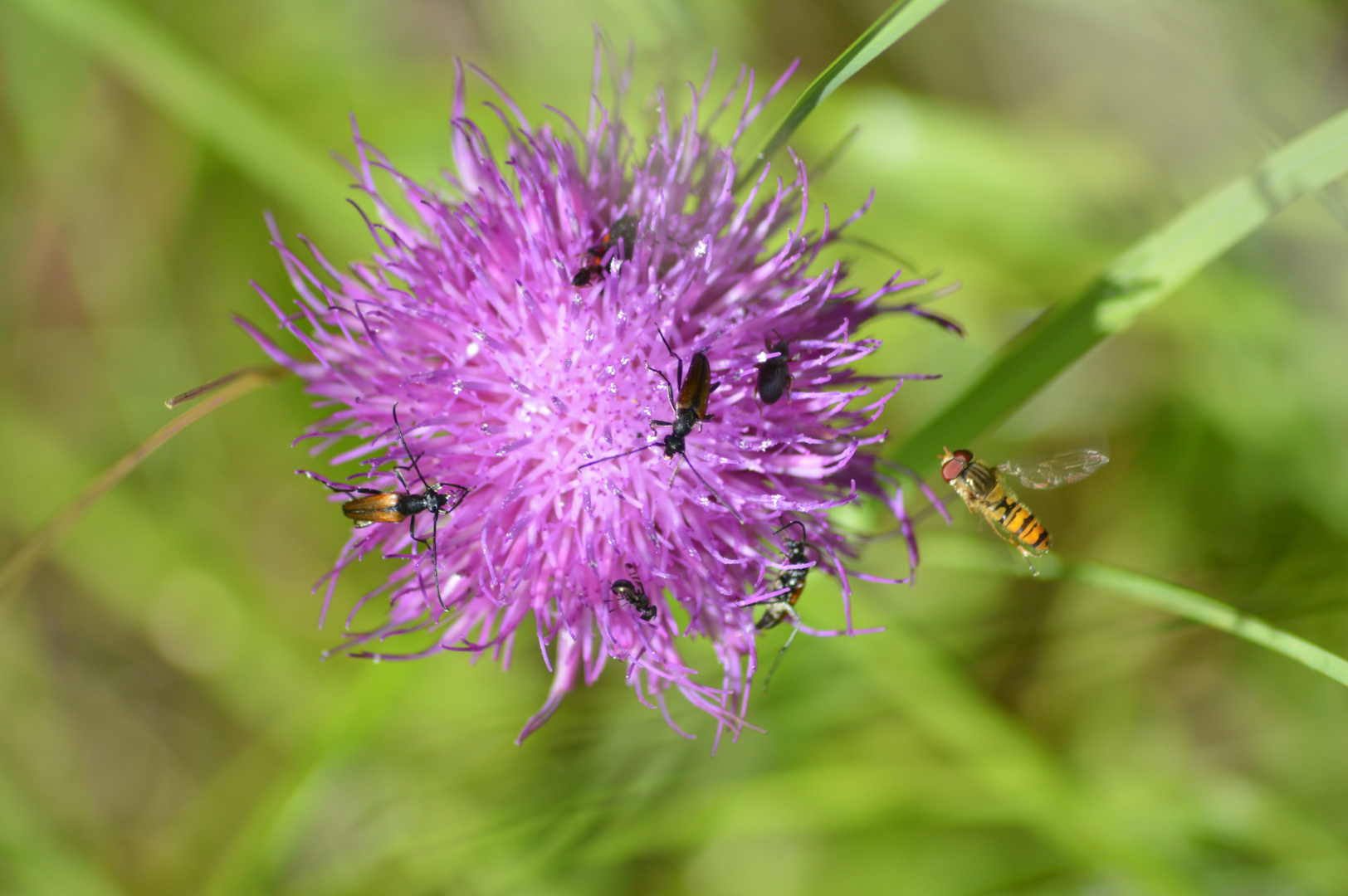 Invasion einer Distel