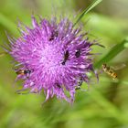 Invasion einer Distel