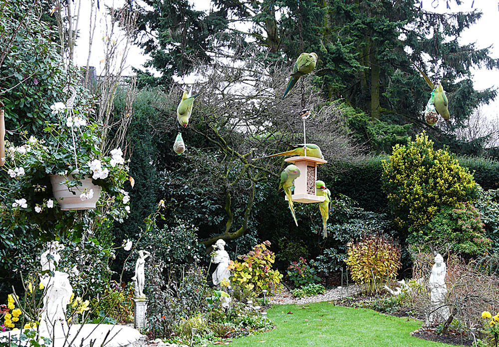 Invasion in meinem Garten - Halsbandsittiche