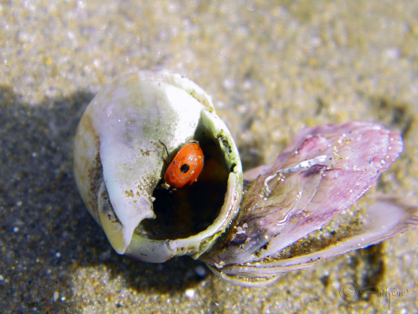 invasione di domicilio altrui