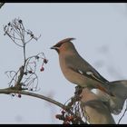 Invasionsvogel in HGW