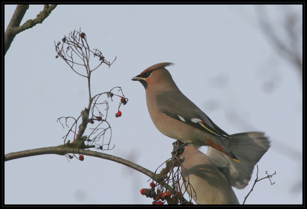 Invasionsvogel in HGW