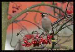 Invasionsvogel in HGW die 2te