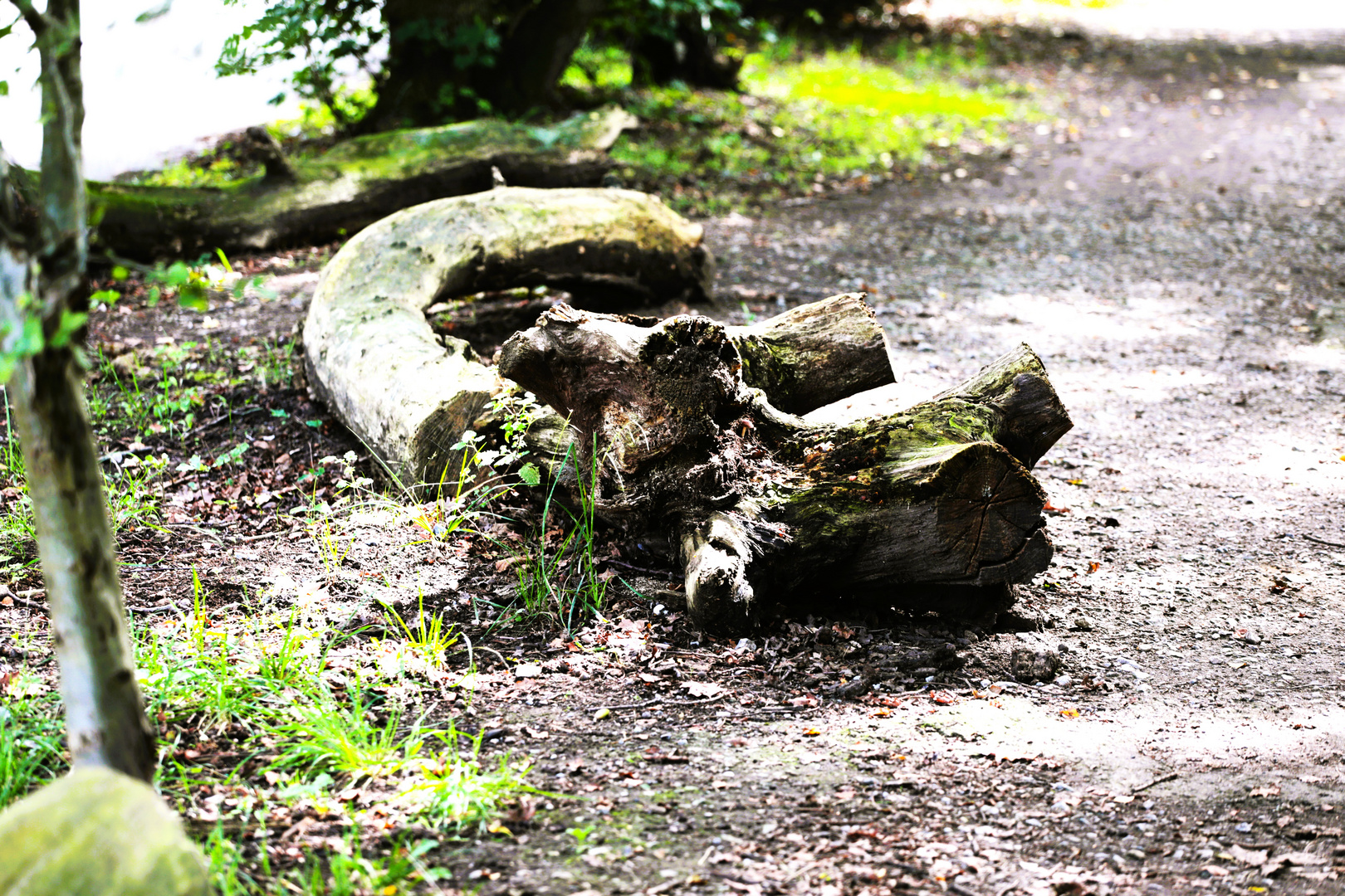 Invasive Arten... Foto & Bild quatsch, fun und rätselecke, fotos