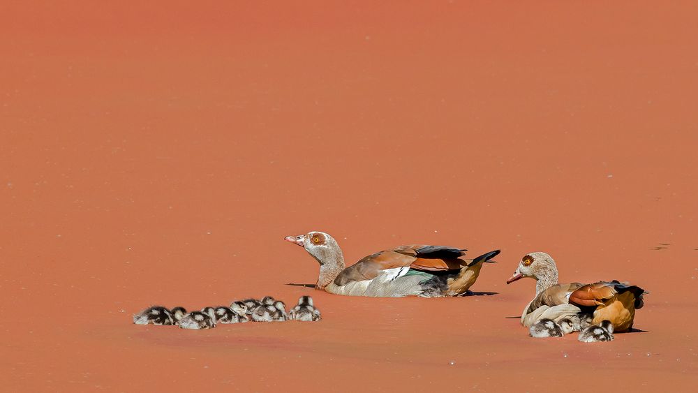 Invasive Nilgänse kann fast nix erschrecken!