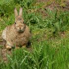 Inverness Kaninchen