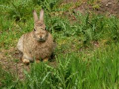 Inverness Kaninchen
