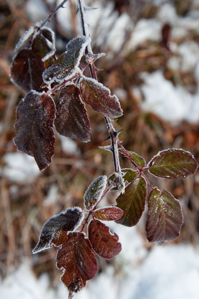 Inverno a colori di Guglielmo Sergi 