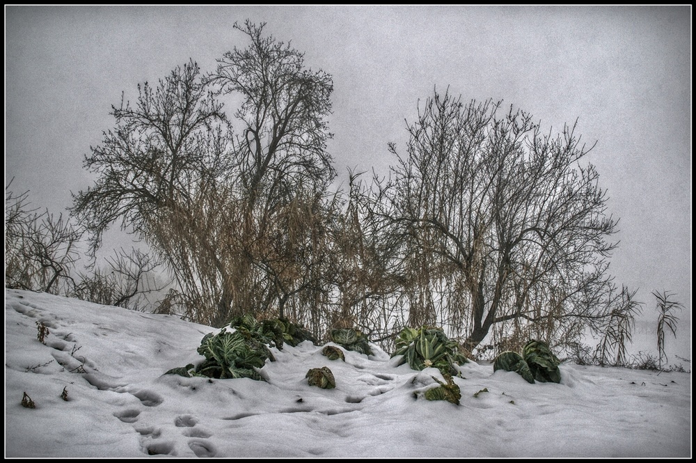 Inverno del cavolo