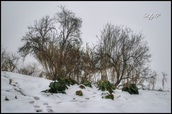 Inverno del cavolo (reloaded) 