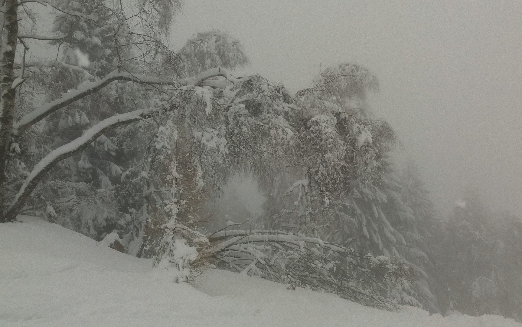 Inverno nel bosco