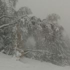 Inverno nel bosco