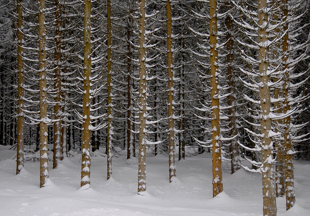 Inverno nel bosco di larici