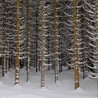 Inverno nel bosco di larici