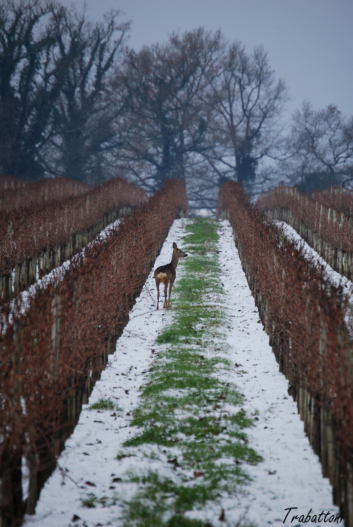 Inverno preso di Bordeaux