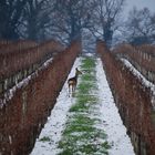 Inverno preso di Bordeaux