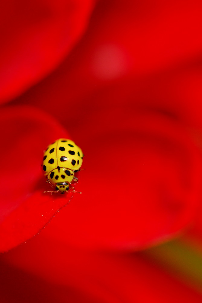 Inversion de couleur