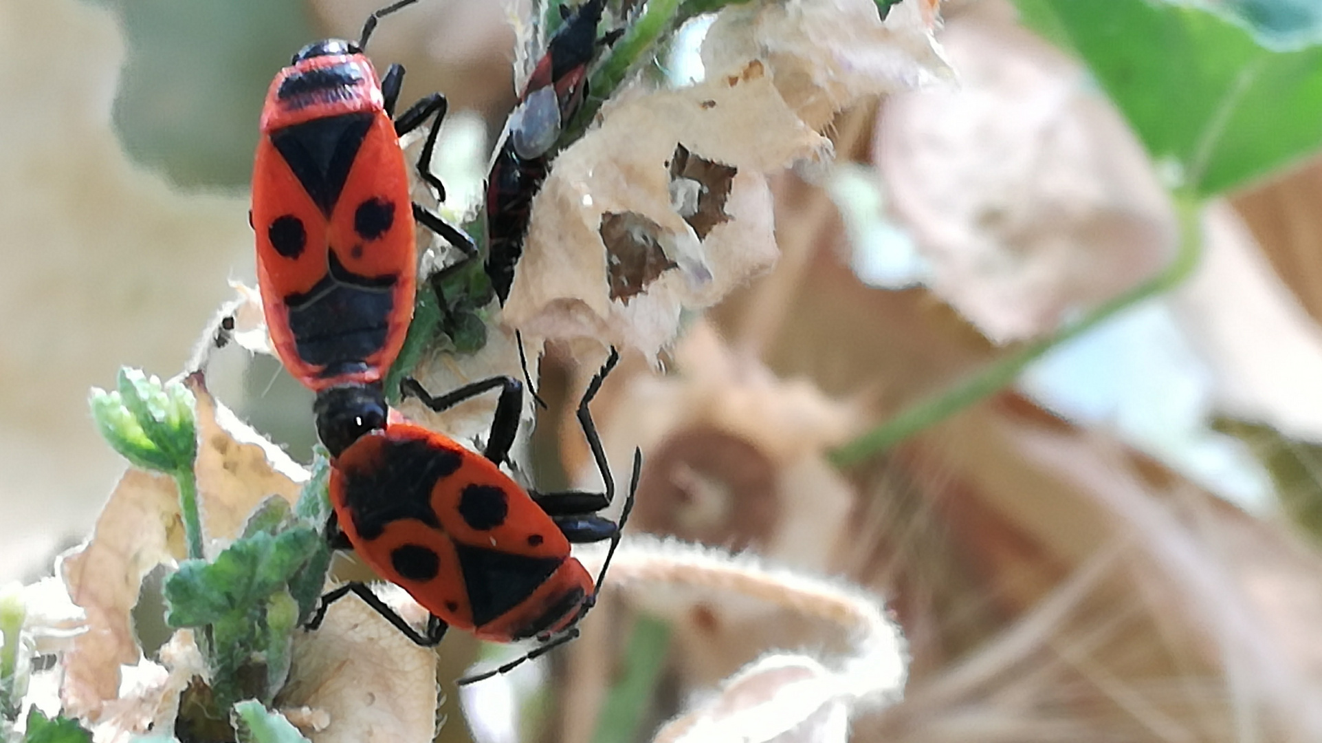 Invertebrados que dan vida