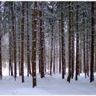 Invierno en el bosque (winterlicher Wald)