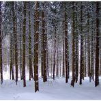 Invierno en el bosque (winterlicher Wald)