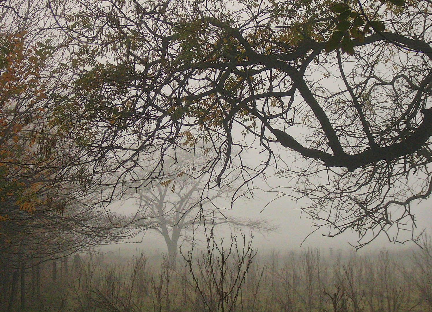 INVIERNO EN EL CAMPO