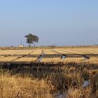 Invierno en los arrozales