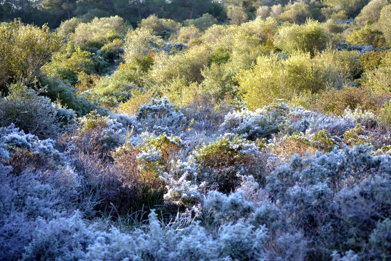 Invierno en Mallorca