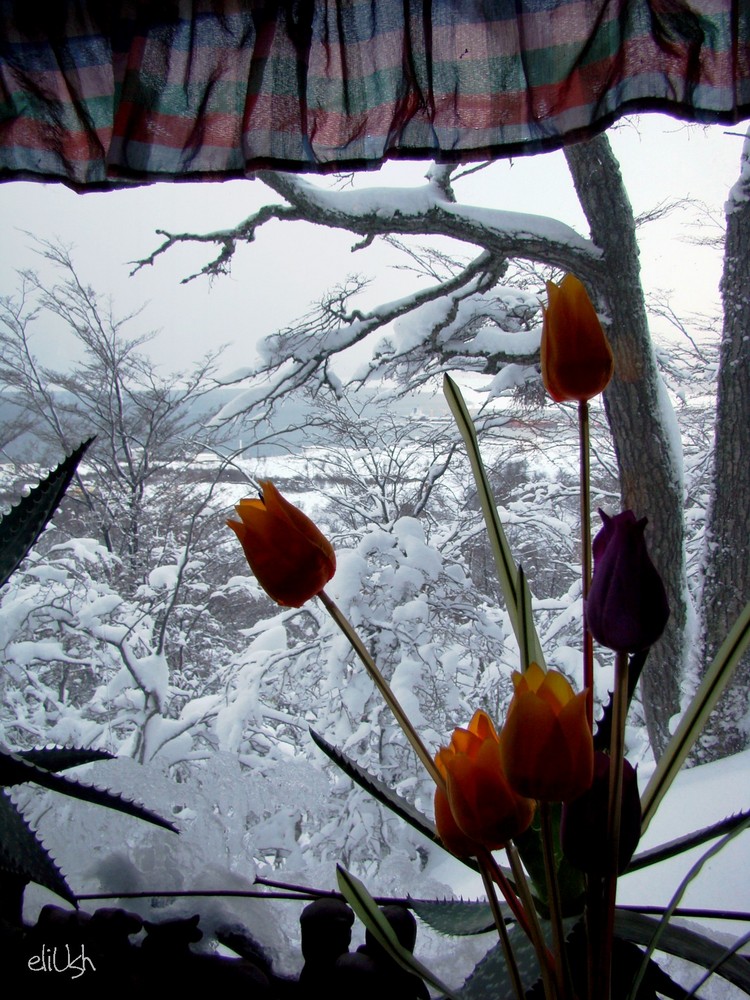Invierno en Ushuaia