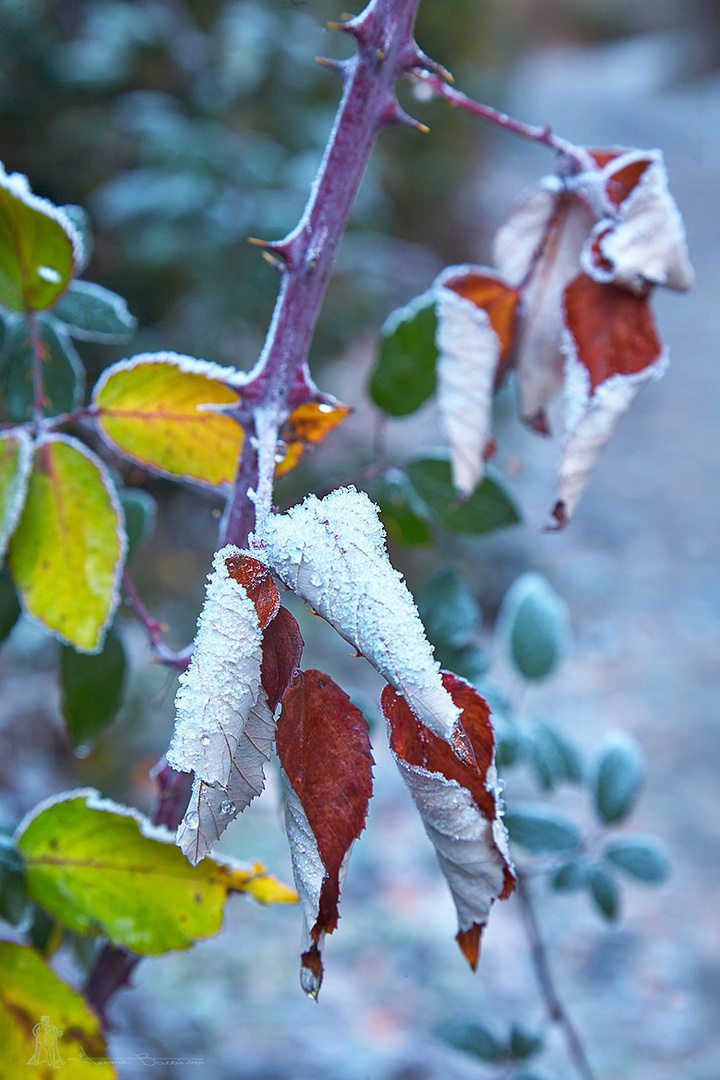 Invierno multicolor