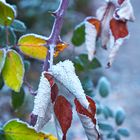 Invierno multicolor