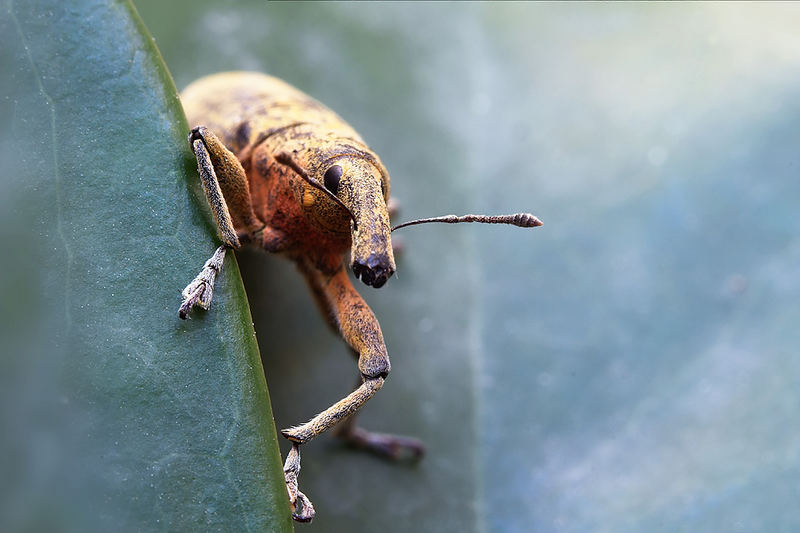 invitado