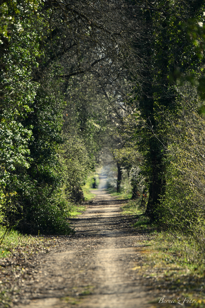 Invitation à la promenade