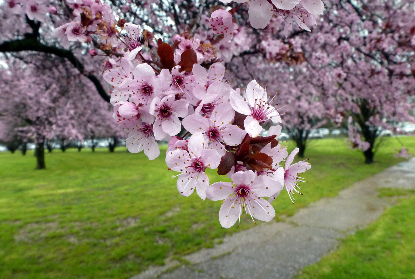 INVITO ALLA PRIMAVERA