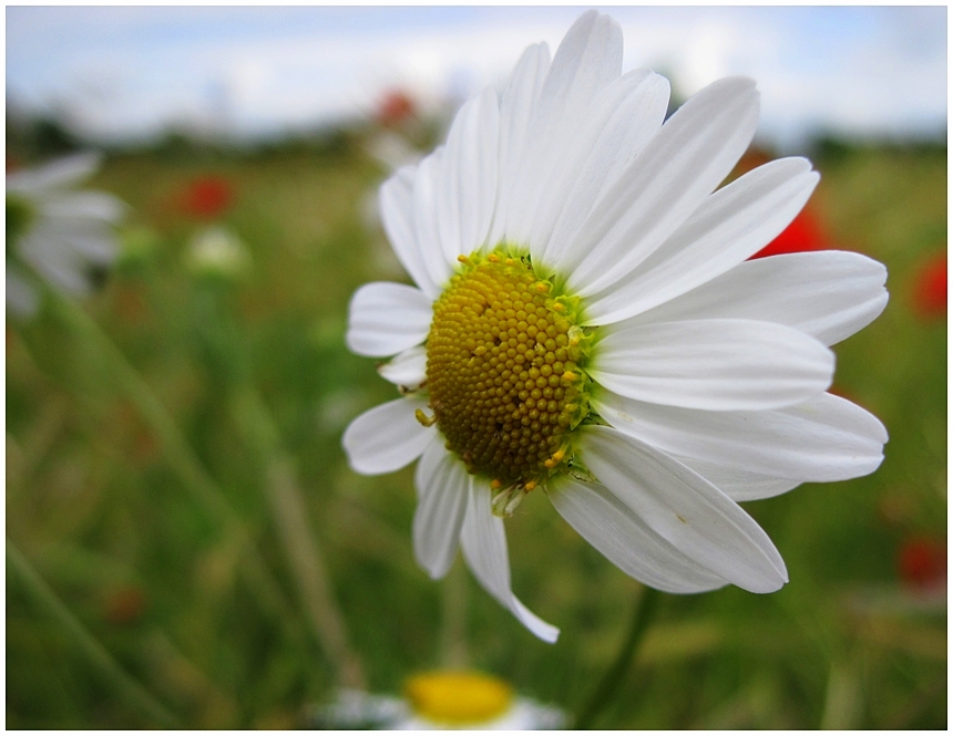 InVollerBlüte